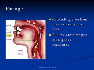  Cavidade que também
se comunica com a
boca.
 Podemos respirar pela
boca quando
necessário.
Ciências Naturais - ICRM 8
 