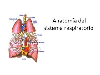 Anatomía del
sistema respiratorio
 