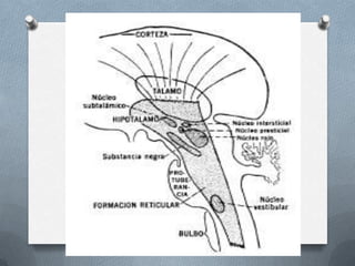 Sistema reticular | PPTX
