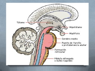 Sistema reticular | PPTX
