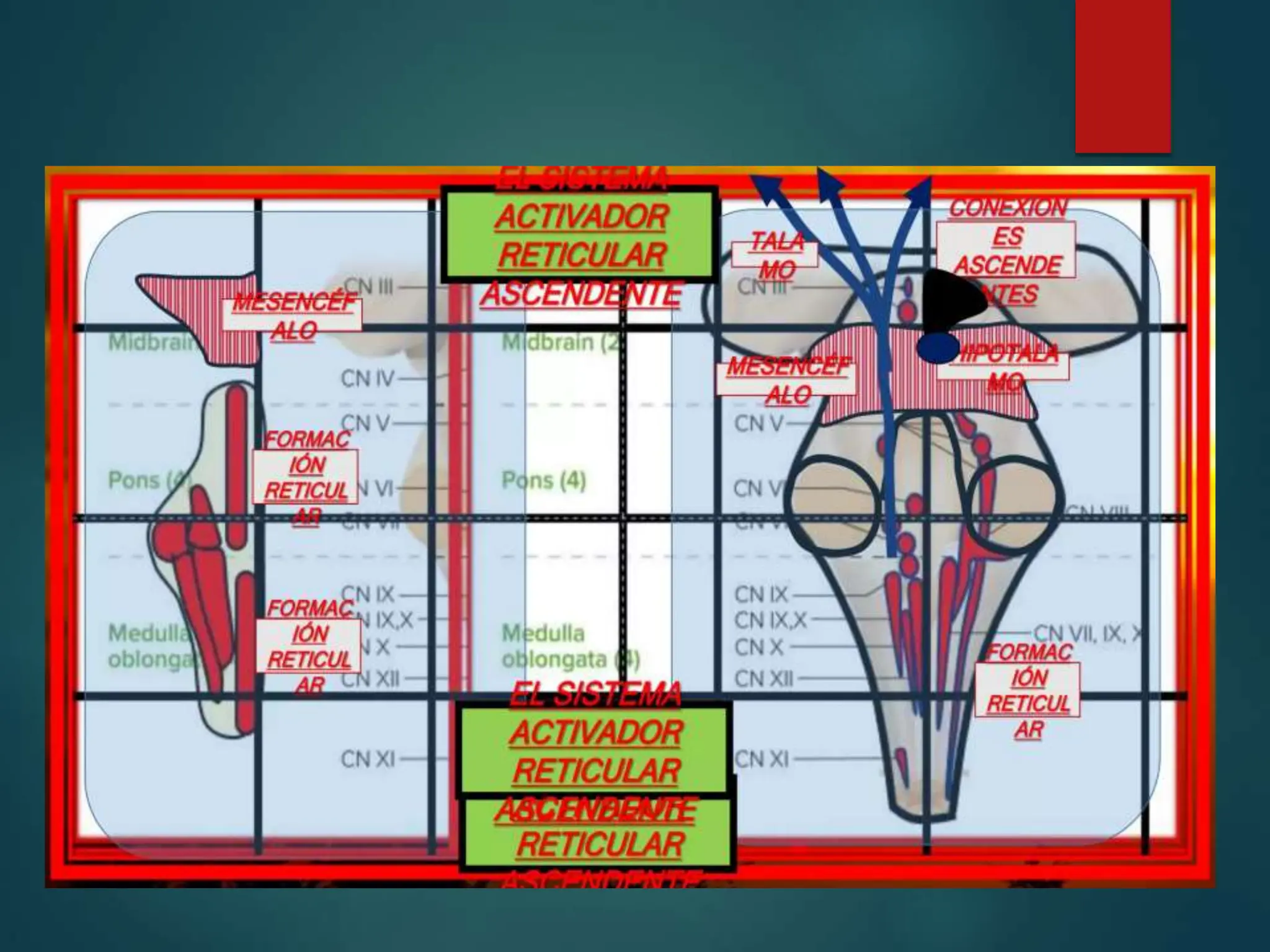 sistema reticular activador ascendente.ppt