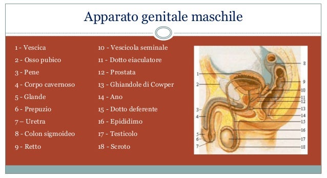 Visualizza immagine di origine