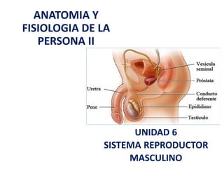 ANATOMIA Y
FISIOLOGIA DE LA
PERSONA II
UNIDAD 6
SISTEMA REPRODUCTOR
MASCULINO
 