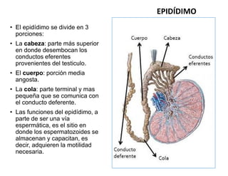 • El epidídimo se divide en 3
porciones:
• La cabeza: parte más superior
en donde desembocan los
conductos eferentes
prove...