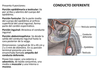 Presenta 4 porciones:
Porción epididimaria o testicular: Va
por arriba y adentro del cuerpo del
epidídimo.
Porción funicul...