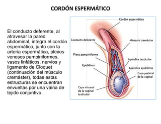 CORDÓN ESPERMÁTICO
El conducto deferente, al
atravesar la pared
abdominal, integra el cordón
espermático, junto con la
art...