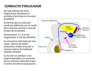 CONDUCTO EYACULADOR
Son dos túbulos de corta
longitud que atraviesan la
próstata y terminan en la uretra
prostática.
Se fo...