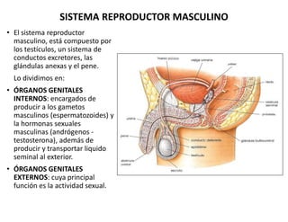 SISTEMA REPRODUCTOR MASCULINO
• El sistema reproductor
masculino, está compuesto por
los testículos, un sistema de
conduct...