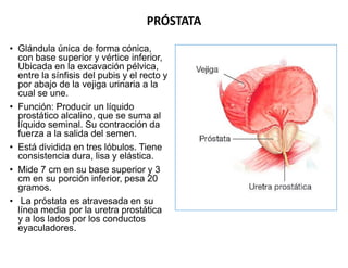 PRÓSTATA
• Glándula única de forma cónica,
con base superior y vértice inferior,
Ubicada en la excavación pélvica,
entre l...