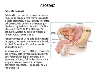 Presenta tres capa:
Externa fibrosa, media muscular e interna
mucosa. La capa externa forma la cápsula
o celda prostática,...