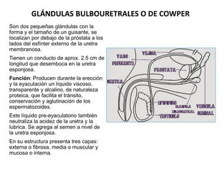 GLÁNDULAS BULBOURETRALES O DE COWPER
Son dos pequeñas glándulas con la
forma y el tamaño de un guisante, se
localizan por ...