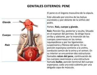 GENITALES EXTERNOS: PENE
El pene es el órgano masculino de la cópula.
Está ubicado por encima de las bolsas
escrotales y p...