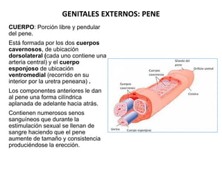 GENITALES EXTERNOS: PENE
CUERPO: Porción libre y pendular
del pene.
Está formada por los dos cuerpos
cavernosos, de ubicac...