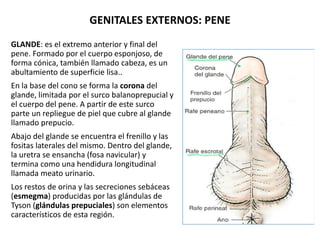 GENITALES EXTERNOS: PENE
GLANDE: es el extremo anterior y final del
pene. Formado por el cuerpo esponjoso, de
forma cónica...