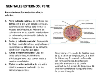 Dimensiones: En estado de flacidez mide
de 10 a 12 cm de longitud, de 2.5 a 3 cm
de diámetro y 9 cm de circunferencia
con ...