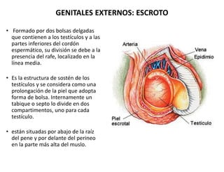 GENITALES EXTERNOS: ESCROTO
• Formado por dos bolsas delgadas
que contienen a los testículos y a las
partes inferiores del...