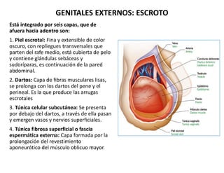 Está integrado por seis capas, que de
afuera hacia adentro son:
1. Piel escrotal: Fina y extensible de color
oscuro, con r...