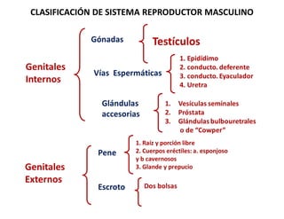 CLASIFICACIÓN DE SISTEMA REPRODUCTOR MASCULINO
 