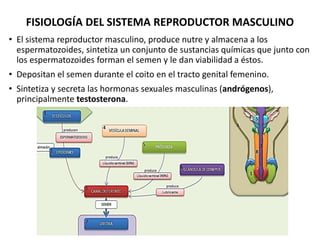 FISIOLOGÍA DEL SISTEMA REPRODUCTOR MASCULINO
• El sistema reproductor masculino, produce nutre y almacena a los
espermatoz...