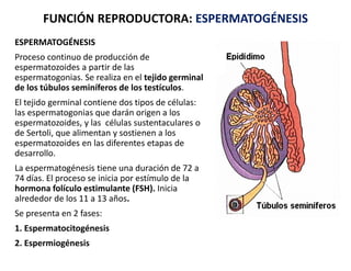 ESPERMATOGÉNESIS
Proceso continuo de producción de
espermatozoides a partir de las
espermatogonias. Se realiza en el tejid...