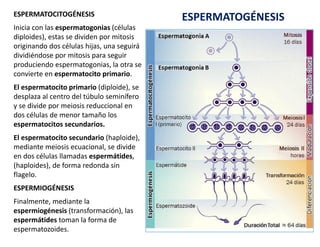 ESPERMATOCITOGÉNESIS
Inicia con las espermatogonias (células
diploides), estas se dividen por mitosis
originando dos célul...