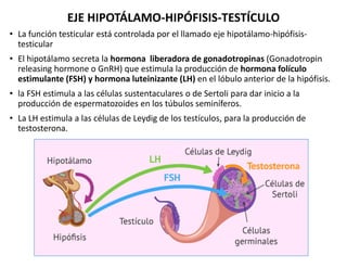 EJE HIPOTÁLAMO-HIPÓFISIS-TESTÍCULO
• La función testicular está controlada por el llamado eje hipotálamo-hipófisis-
testic...