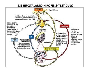 EJE HIPOTALAMO-HIPOFISIS-TESTÍCULO
 