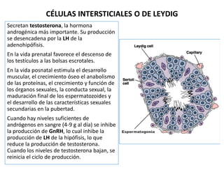 CÉLULAS INTERSTICIALES O DE LEYDIG
Secretan testosterona, la hormona
androgénica más importante. Su producción
se desencad...