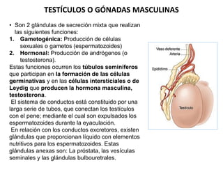 TESTÍCULOS O GÓNADAS MASCULINAS
• Son 2 glándulas de secreción mixta que realizan
las siguientes funciones:
1. Gametogénic...