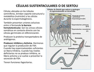 CÉLULAS SUSTENTACULARES O DE SERTOLI
Células ubicadas en los túbulos
seminíferos, brindan soporte estructural y
metabólico...
