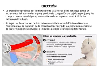 ERECCIÓN
• La erección se produce por la dilatación de las arterias de la zona que causa un
incremento del aporte de sangr...