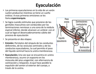 Eyaculación
• Las primeras eyaculaciones en la vida de un varón
suelen producirse mientras se tiene un sueño
erótico. A es...