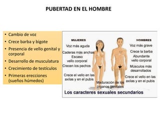 PUBERTAD EN EL HOMBRE
• Cambio de voz
• Crece barba y bigote
• Presencia de vello genital y
corporal
• Desarrollo de muscu...