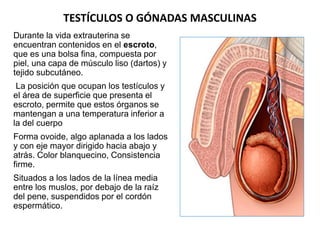 TESTÍCULOS O GÓNADAS MASCULINAS
Durante la vida extrauterina se
encuentran contenidos en el escroto,
que es una bolsa fina...