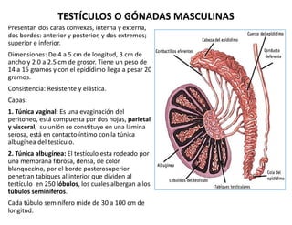 TESTÍCULOS O GÓNADAS MASCULINAS
Presentan dos caras convexas, interna y externa,
dos bordes: anterior y posterior, y dos e...