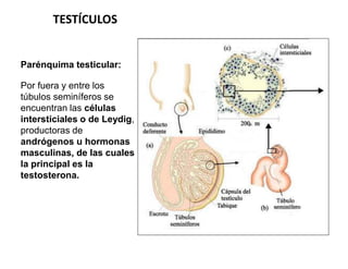 Parénquima testicular:
Por fuera y entre los
túbulos seminíferos se
encuentran las células
intersticiales o de Leydig,
pro...