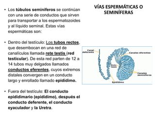 VÍAS ESPERMÁTICAS O
SEMINÍFERAS
• Los túbulos seminíferos se continúan
con una serie de conductos que sirven
para transpor...