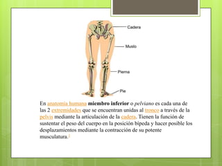 En anatomía humana miembro inferior o pelviano es cada una de
las 2 extremidades que se encuentran unidas al tronco a través de la
pelvis mediante la articulación de la cadera. Tienen la función de
sustentar el peso del cuerpo en la posición bípeda y hacer posible los
desplazamientos mediante la contracción de su potente
musculatura.1
 