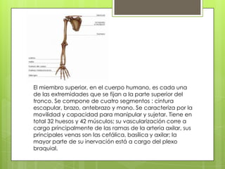 El miembro superior, en el cuerpo humano, es cada una
de las extremidades que se fijan a la parte superior del
tronco. Se compone de cuatro segmentos : cintura
escapular, brazo, antebrazo y mano. Se caracteriza por la
movilidad y capacidad para manipular y sujetar. Tiene en
total 32 huesos y 42 músculos; su vascularización corre a
cargo principalmente de las ramas de la arteria axilar, sus
principales venas son las cefálica, basílica y axilar; la
mayor parte de su inervación está a cargo del plexo
braquial.
 
