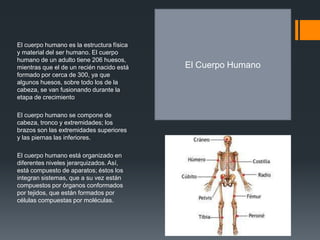 El cuerpo humano es la estructura física
y material del ser humano. El cuerpo
humano de un adulto tiene 206 huesos,
mientras que el de un recién nacido está   El Cuerpo Humano
formado por cerca de 300, ya que
algunos huesos, sobre todo los de la
cabeza, se van fusionando durante la
etapa de crecimiento

El cuerpo humano se compone de
cabeza, tronco y extremidades; los
brazos son las extremidades superiores
y las piernas las inferiores.

El cuerpo humano está organizado en
diferentes niveles jerarquizados. Así,
está compuesto de aparatos; éstos los
integran sistemas, que a su vez están
compuestos por órganos conformados
por tejidos, que están formados por
células compuestas por moléculas.
 