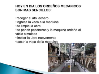 HOY EN DIA LOS ORDEÑOS MECANICOS
SON MAS SENCILLOS:
•recoger el ato lechero
•ingresa la vaca a la maquina
•se limpia la ubre
•se ponen pesoneras y la maquina ordeña al
vasio simulado
•limpiar la ubre nuevamente
•sacar la vaca de la maquina
 