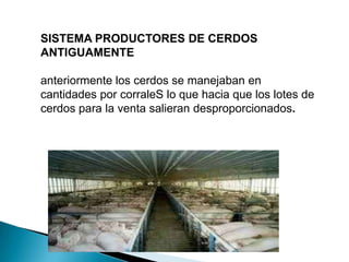 SISTEMA PRODUCTORES DE CERDOS
ANTIGUAMENTE
anteriormente los cerdos se manejaban en
cantidades por corraleS lo que hacia que los lotes de
cerdos para la venta salieran desproporcionados.
 