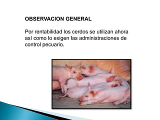 OBSERVACION GENERAL
Por rentabilidad los cerdos se utilizan ahora
así como lo exigen las administraciones de
control pecuario.
 
