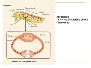 Artrópodes:  Sistema circulatório aberto Hemolinfa 