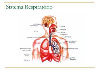 Sistema Respiratório 