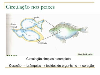 Circulação nos peixes Coração  -> brânquias  -> tecidos do organismo -> coração Circulação simples e completa 