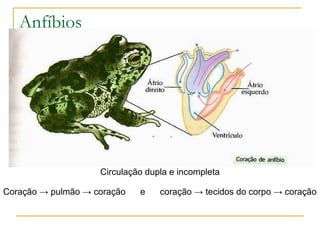 Anfíbios Circulação dupla e incompleta Coração -> pulmão -> coração  e  coração -> tecidos do corpo -> coração 
