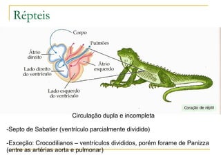 Répteis Circulação dupla e incompleta Septo de Sabatier (ventrículo parcialmente dividido) Exceção: Crocodilianos – ventrículos divididos, porém forame de Panizza (entre as artérias aorta e pulmonar) 