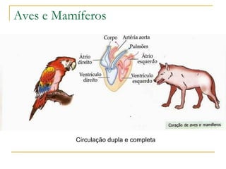 Aves e Mamíferos Circulação dupla e completa 