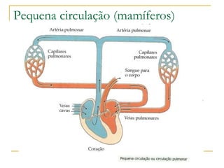 Pequena circulação (mamíferos) 